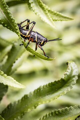 grasshopper on leaf