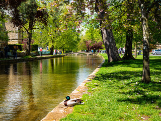 A mallard duck rests beside the River Windrush running through Bourton-on-the-Water – a rural English village nicknamed 'The Venice of the Cotswolds'. 