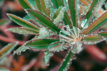 Rain Drops on Flower Leaves After Rain