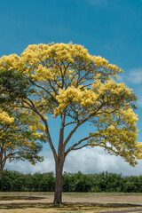Flower. Tabebuia donnell-smithii (Primavera tree)  is one of the yellow-flowered tabebuias.  Family Bignoniaceae. Haleiwa, Honolulu, Oahu, Hawaii