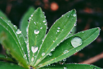 Rain Drops on Flower Leaves After Rain