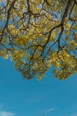 Flower. Tabebuia donnell-smithii (Primavera tree)  is one of the yellow-flowered tabebuias.  Family Bignoniaceae. Haleiwa, Honolulu, Oahu, Hawaii
