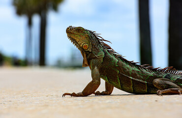 Close-up of the head of an iguana. Green iguana, also known as the American iguana, herbivorous...