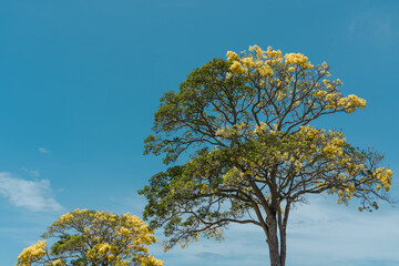 Obraz premium Flower. Tabebuia donnell-smithii (Primavera tree) is one of the yellow-flowered tabebuias. Family Bignoniaceae. Haleiwa, Honolulu, Oahu, Hawaii
