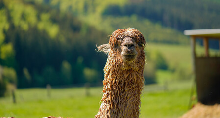Alpaca Alpaka Lama taking shower in nature 