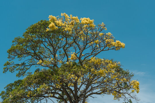 Flower. Tabebuia donnell-smithii (Primavera tree)  is one of the yellow-flowered tabebuias.  Family Bignoniaceae. Haleiwa, Honolulu, Oahu, Hawaii