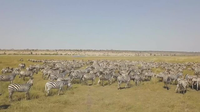 Plain zebras (Equus quagga) in Masai Mara, Kenya. (aerial photography)