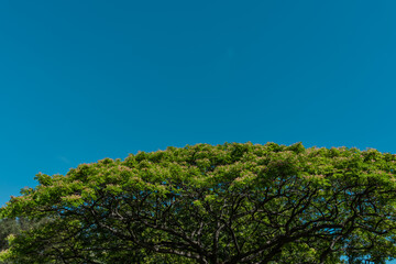 Samanea saman, also sometimes known as the rain tree, is a species of flowering tree in the pea...