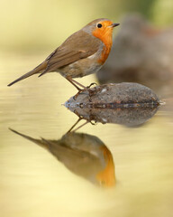 Petirrojo europeo (Erithacus rubecula)