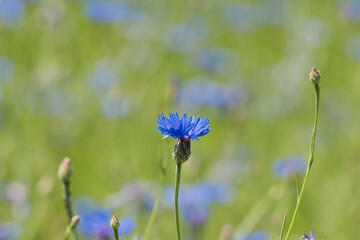 Błękitny kwiat na łące - szerszy plan
