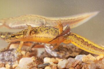 Carpathian newts (Lissotriton montandoni) couple under water during breeding season