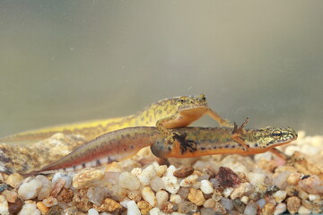 Carpathian newts (Lissotriton montandoni) couple under water during breeding season