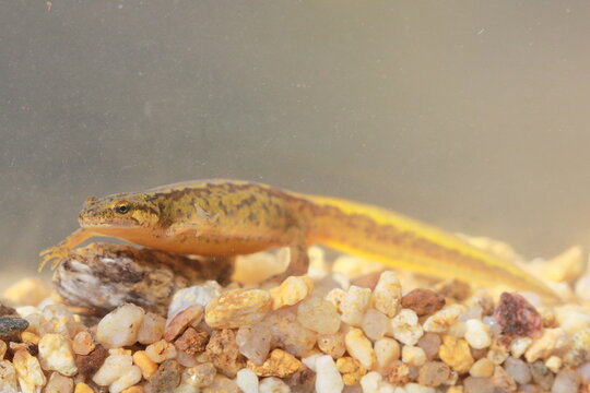 Carpathian newt (Lissotriton montandoni) female under water