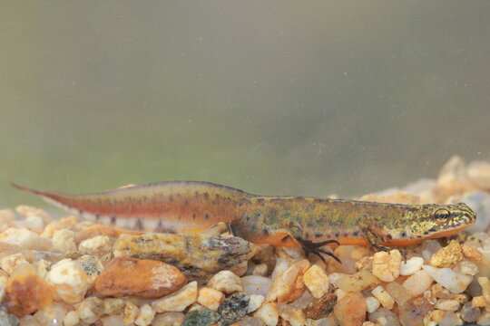 Carpathian newt (Lissotriton montandoni) male under water