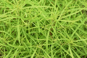 Fresh green Kochia. Amaranthaceae annual plant.