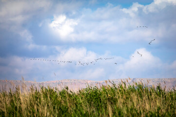 Flying ducks. Blue sky background. 