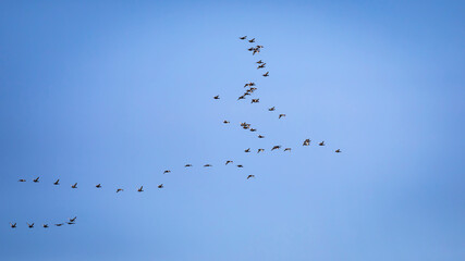 Flying ducks. Blue sky background. 