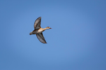 Flying duck. Blue sky background.  Duck: Red crested Pochard. Netta rufina.