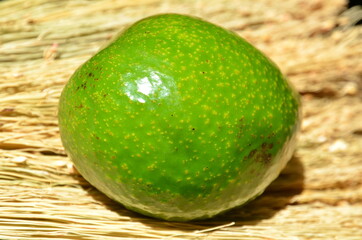 A green avocado lies on a dry grass rug.