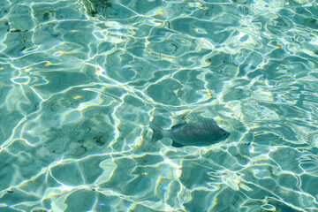 Fototapeta na wymiar Snub nose rudder fish swimming in shallow water, South Ari Atoll, Maldives