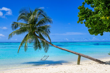 Fototapeta na wymiar Swing hanging from palm tree beside beach, South Ari Atoll, Maldives