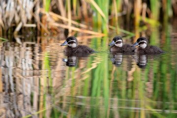 Floating ducklings. Nature background. Duck: White headed Duck. Oxyura leucocephala.