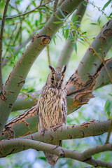 Forest and owl. Bird: Long eared Owl. Asio otus. Nature background. 