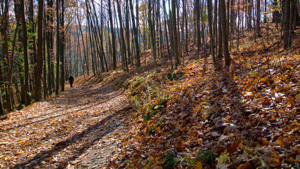Single hiking in the forest in fall
