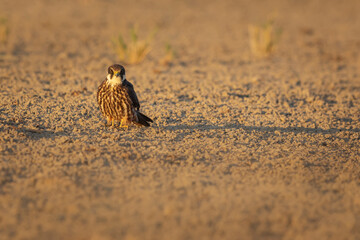 Falcon. Yellow nature background. Eurasian Hobby. Falco subbuteo.