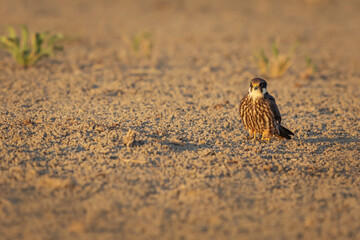 Falcon. Yellow nature background. Eurasian Hobby. Falco subbuteo.