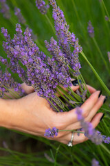 the hands of a person who collects lavender