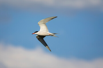 Flying bird. Blue sky background. Bird: Common Tern. Sterna hirundo.