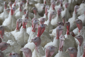 Red-white turkeys overcrowded in an area