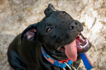 Radosny pies patrzy prosto w kamerę, ujęcie z góry. © Aneta