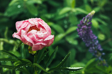 Pink peony with raindrops on the petals. Copy space.