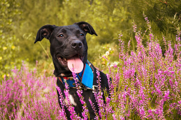 American staffordshire terrier siedzi w kwiatach wrzosu. Słoneczny pogodny dzień w lesie. - obrazy, fototapety, plakaty