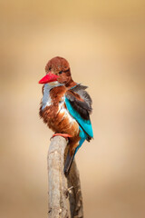 Colorful bird. Yellow nature background. White throated Kingfisher.  