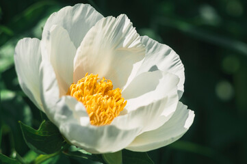 A blooming white peony flower on a sunny day. Copy space.
