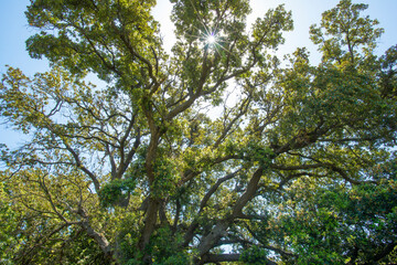 Obraz premium Typische Pflanzen und Gewürze Korsikas