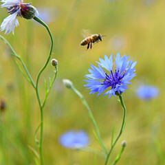 Kornblumen