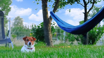 pies w ogrodzie, pies i hamak dog and hammock dog in the garden - obrazy, fototapety, plakaty