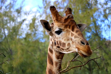 giraffe in the zoo