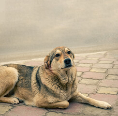 Sad homeless stray dog is resting on pavement looking at camera. There is a lack of animal shelters in Russia
