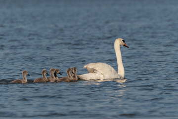 white swan family swimming