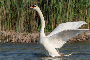 white swan landing