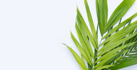 Tropical palm leaves on white background.