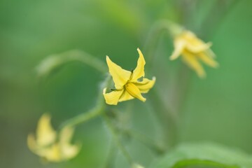 Cherry tomato flowers. Solanaceae perennial vegetables.