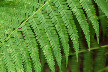 Fototapeta na wymiar Green leaf of fern plant close up, macro. Natural beautiful green background, texture, pattern