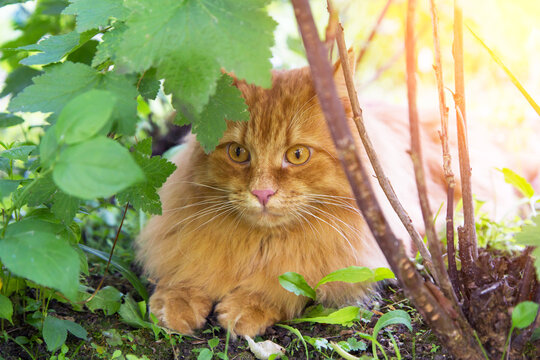 Beautiful fluffy red orange cat portrait. Cat hiding in green plants outdoors in garden in spring summer nature in sunlight