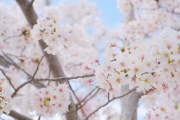 Obraz premium cherry tree blossom